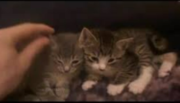 1 boy 2 kittens video clip