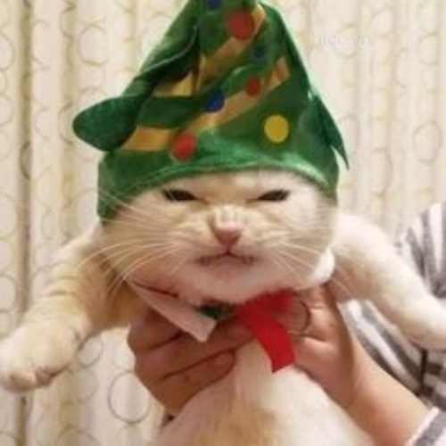 Ảnh mèo trong bữa tiệc Noel (2)