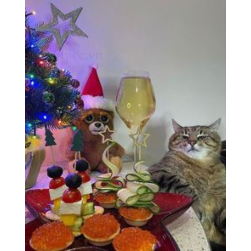 Ảnh mèo trong bữa tiệc Noel (3)
