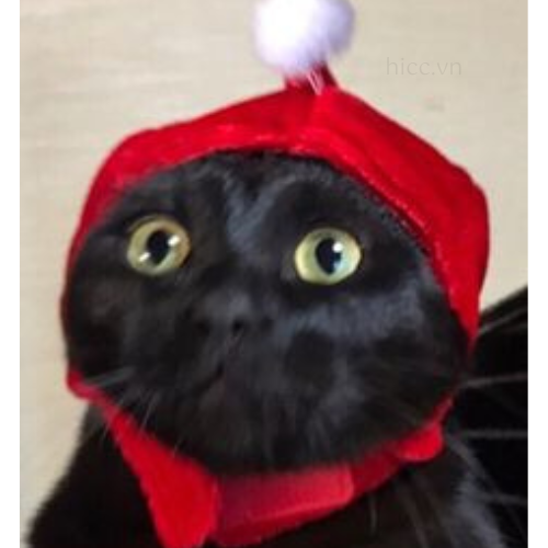 Ảnh mèo và âm nhạc Noel