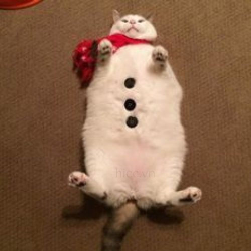 Ảnh mèo với bóng tuyết (2)