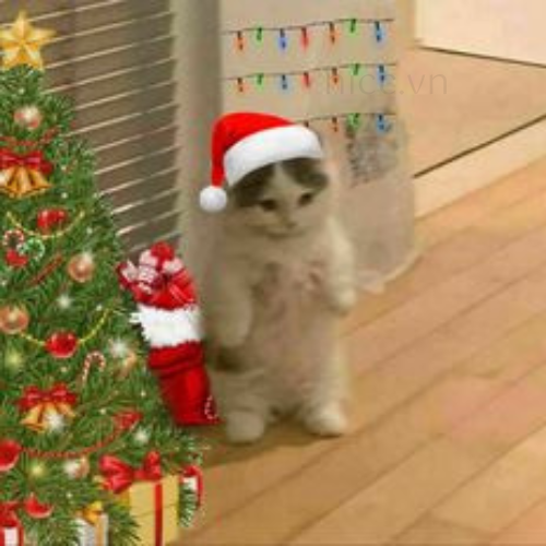 Ảnh mèo với hộp âm nhạc Noel