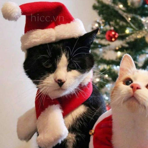 Ảnh mèo với mũ Noel (4)