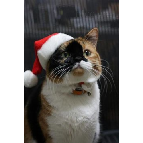 Mèo mặc trang phục Noel (3)