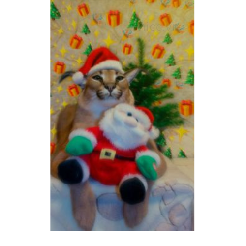 Mèo và quà Noel (2)