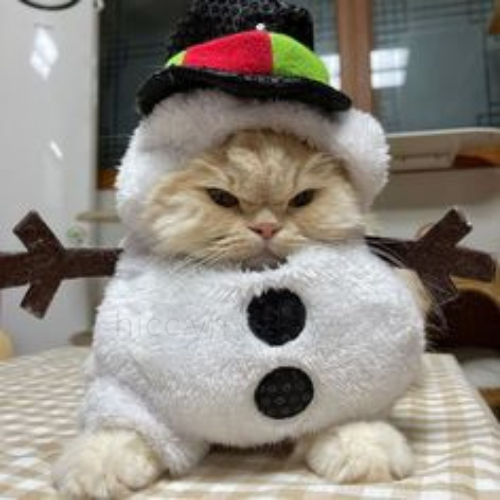 Mèo và trang trí Noel DIY (3)